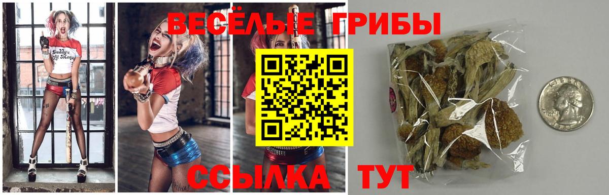 Галлюциногенные грибы Psilocybe Сергиев Посад